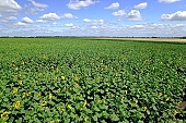 sunflower field, farm product, horizon, sunflower, agrarian production, plantation, core, sunflower-seed oil, boundary, food product, groceries, farmland, agriculture, plant, sunflower leaves, sky, blue, blue sky, cloud, farm produce, sunflower s plate, sunshine, sunny, sunlit, sunflowers, leaf, green, husk, blossom, bloom, flower, oil, plate, feed, fodder, forage, summer, on the sun, rotary, pollen, petal, pounce, pistil, yellow, brown, shaft, CD 0052, Kiss Lszl, Lszl Kiss