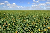 sunflower, sunflower field, food product, groceries, core, farm product, blue sky, horizon, sunflower s plate, agrarian production, plantation, sunflower-seed oil, boundary, farmland, agriculture, plant, sunflower leaves, sky, blue, cloud, farm produce, sunshine, sunny, sunlit, sunflowers, leaf, green, husk, blossom, bloom, flower, oil, plate, feed, fodder, forage, summer, on the sun, rotary, pollen, petal, pounce, pistil, yellow, brown, shaft, CD 0052, Kiss Lszl, Lszl Kiss