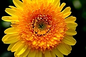 gerbera, flower, petal, shaft, plant, a flower, grow, amiable, beautiful, warm, critter, haze, steam, vapor, climate, orange, yellow, double, green, glass, greenery, glasshouse, light, thermal, heater, window, CD 0026, Kiss L�szl�, L�szl� Kiss