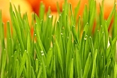 wheat, green, orange colour, Luca, Luca name-day, drop, drops, water drop, soil, tile, flower-pot, plant, care of plants, December, Christmas, air, to be of tender age, firstling, national traits, national peculiarities, ethnography, light, photo, foto, photos, photographs, photograph, picture, image, scenery, images, pictures, ad, ads, rf, scenes, Kiss L�szl�, L�szl� Kiss