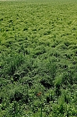 agriculture, plant, core, vegetation, farm product, farmland, sowing, growth, boundary, seed growing, field, radish, CD 0052, Kiss L�szl�, L�szl� Kiss