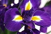 iris, flower shop, florist, petal, pollen, blossom, bloom, flower, flower show, flowery, bouquet, stack, leaf, shaft, decor, horticulture, rich vegetation, a flower, budding, pistil, brindle, pied, variegated, fancy, plant, color, colour, purple, CD 0200, Kiss László, László Kiss