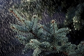 rain, cold, pinewood, pine bough, fir branch, coniferous wood, evergreen, plant, winter, cone, season, seasons, snow, drencher, snowfall, fall of snow, Christmas, Christmas tree, celebrate, solemn, holiday, green, pine needles, to foin, pine-cone, silver fir, spruce, snowy, mountain, forest, field, garden, flower-garden, decor, pine scent, pine, larchtree, christmas card, green christmas, festive season, merry christmas, loneliness, CD 0015, Kiss L�szl�, L�szl� Kiss
