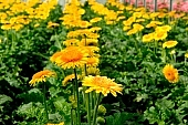 gerbera, flower, petal, shaft, budding, plant, grow, leaf, warm, critter, haze, steam, vapor, climate, yellow, pink, orange colour, orange, column, green, glass, greenery, glasshouse, window, CD 0026, Kiss L�szl�, L�szl� Kiss