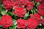 rose, blossom, bouquet, red, redrose, green, love, valentine, valentines day, prick, prickle, spine, thorn, bur, burr, dolly, prod, spike, spring, exhibition, beauty, beautiful, pretty, beauteous, eternal, perpetual, eternal love, passion, flavor, aroma, odor, perfume, scent, petal, leaf, rose bath, wedding, nuptials, girdle, rope, wreath, flower petal, drone, colourful, vivid, marriage, marriage life, rambler, crimson rambler, rose bush, shaft, rose-water, rose water, bed of roses, rosary, rosarium, rosaria, rose garden, rose-tree, rose-wood, attar, rose-window, wheel-window, rosebud, rose-leaf, rose-diamond, CD 0033, Kiss L�szl�, L�szl� Kiss