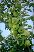 apple, green, yellow, white, fruit, leaf, leaves, tree, limb, fruit tree, apple tree, mature, orchard, garden, agriculture, countryside, grower, farmer, gardener, nature, bio, health, healthy lifestyle, fitness, wellness, vitamins, delicious, juicy, round, eatable, edible, food, sunlight, sunshine, light, morning, growth, market, still-life, outdoors, knowledge, tree of knowledge, Eden, Europe, Hungary, shadow, burden, heavy, much, blue sky, outside, Kiss L�szl�, L�szl� Kiss