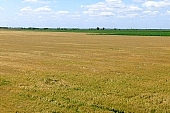 grain, cornfield, half full-fledget, agriculture, harvest, wheat-crop, wheat, wheat-sheaf, food product, groceries, ripe, wheat grain, farm product, wheat-field, field of wheat, cereals, wheat-growing, wheat flour, ear, wheat-stalk, farmland, young wheat-crop, boundary, core, gold, wheatgerm, CD 0052, Kiss Lszl, Lszl Kiss