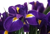 bulb, flower painting, pollen, iris, flower basket, blossom, bloom, flower, being in full bloom, flower show, cut flower, flower shop, florist, flower-seed, flowery, bouquet, stack, leaf, shaft, decor, purple, yellow, horticulture, rich vegetation, a flower, green, budding, pistil, plant, color, colour, petal, CD 0200, Kiss László, László Kiss