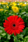 gerbera, flower, petal, shaft, plant, a flower, grow, amiable, beautiful, warm, critter, haze, steam, vapor, climate, red, green, glass, greenery, glasshouse, light, thermal, heater, window, double, CD 0026, Kiss Lszl, Lszl Kiss