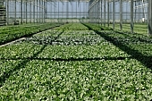hothouse plant, nurseling, seed-bed, hall, greenery, heater, aspersion, alimentary substances, eutrophic, ground, bin, window box, hose, warm, critter, haze, steam, vapor, microclime, paprika, tomato, cabbage, kohlrabi, turnip cabbage, cauliflower, cucumber, green, lettuce, Felgy�, flower, flower plant, to close, , to stand up, to grow up, plant physiology, shoot, at the very start, evolution, to cultivate, rich vegetation, lookout, dank, humid, lush, moist, wet, growth, flora, vegetable kingdom, vegetable life, woman, to burgeon, outdoors, without doors, nature, natural world, new beginning, new start, straight, shaft, sprit, capillary, root, indoors, within, equipment, apparatus, lustful, gross, fullness, plentiful, vascular plant, alone, to align, to straighten, grown, germination, nursling, beginning, leaf on a plant, sun, down, beauty, color, colour, delicacy, photosynthesis, oxygen, carbon dioxide, CD 0012, Kiss L�szl�, L�szl� Kiss