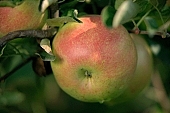 apple, green, yellow, red, fruit, leaf, leaves, tree, limb, fruit tree, apple tree, mature, orchard, garden, agriculture, countryside, grower, farmer, gardener, nature, bio, health, healthy lifestyle, fitness, wellness, vitamins, delicious, juicy, round, eatable, edible, food, sunlight, sunshine, morning, growth, market, still-life, much, outdoors, knowledge, tree of knowledge, Eden, Europe, Hungary, burden, heavy, stand alone, close-up, singleton, alone, single, Kiss L�szl�, L�szl� Kiss