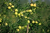 apple, green, yellow, unseasoned, fruit, leaf, leaves, tree, limb, fruit tree, apple tree, streaked, mature, orchard, garden, agriculture, countryside, grower, farmer, serpent, gardener, nature, bio, evil, guilt, iniquity, peccancy, seduction, health, healthy lifestyle, fitness, wellness, Adam, Eva, vitamins, delicious, juicy, round, eatable, edible, food, sunlight, sunshine, morning, growth, market, still-life, much, bunch, outdoors, outside, knowledge, tree of knowledge, Eden, Europe, Hungary, Kiss Lszl, Lszl Kiss