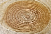 joinery, wright, chips, nature lateness, tree, board, pinewood, natural, wooden door, filing cabinet, cupboard, desk, chair, shelf, carpenter, joiner, plowed wood, knotty wood,  nature, timber, lumber, splint, knotty, annual ring, building material, building joiner, cabinetmaker, woodworking, woodwork, panelling, baseboard, wainscot, floor, boarding, oaktree, walnut, teakwood, ebony, ashen, window of tree, ad, ads, scenes, woodworking machine, nature near, painted, yellow, light, shadow, top, roof, beam, spile, soaking, tanning, squared timber, bearers, batten, brown, nature, CD 0014, , Kiss L�szl�, L�szl� Kiss
