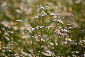 camomile, flower, chamomile, white, yellow, green, tea, herb, plant, vegetation, beauty, beautiful, pretty, infusion of herbs, chamomile tea, field, meadow, grass, spear, blade, leaf of grass, leaves, healthy, curative, medicine, natural, therapy, herbaria, herbarium, purple, Kiss Lszl, Lszl Kiss