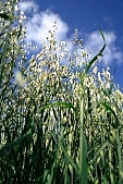 oats, farmland, agriculture, feed, fodder, forage, farm product, food product, groceries, animal fodder, oat-grain, oatflake, oatmeal, fodder-plant, spike, cereals, CD 0052, Kiss L�szl�, L�szl� Kiss
