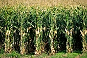 corn, cornfield, agriculture, agricultural land, arable, clod, earth, field, ploughland, tillage, plow, cloud, clouds, meadow, grower, producer, yellow, brown, green, tree, blue, sky, blue sky, bush, bushes, perspective, outdoors, front of, soldierly, order, regular, parallel, row, rows, close-up, Kiss Lszl, Lszl Kiss