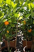 lime, mandarin, satsuma, tangerine, nature, exhibition, leaf, uscious, sweet, flavor, aroma, odor, perfume, scent, exchange, tile, bowl, green, orange, fruit, tropical fruits, CD 0033, Kiss Lszl, Lszl Kiss