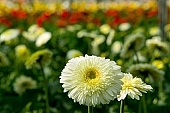 gerbera, flower, flowers, plant, grow, warm, critter, haze, steam, vapor, climate, magenta, white, yellow, background, red, fuzzy, blurry, green, leaves, leaf, CD 0026, Kiss L�szl�, L�szl� Kiss
