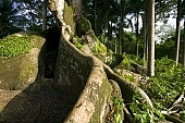 rain forest, rain-forest, virgin forest, virgin-forest, root, green, nature, Dominica, Sosua, body, stock, forest, plant, old, moss, tree, bark, cortex, crust, rind, shell, skin, leaf, fallen leaves, lizard, tropical, sun, sunlight, equator, flora, vegetable kingdom, vegetable life, animal, enormous, mighty, giant, huge, jumbo, bush, Kiss L�szl�, L�szl� Kiss