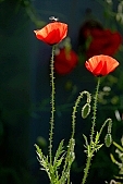 wind, wind-blowed, windswept, grass, spear, blade, leaf of grass, weed, weeds, petal, field, meadow, green, nature, bend, bending away, bending, wave, waving, billowy, wavy, coherent, big, large, great, continuous, allergy, cold, soft, wheat, ear, cornfield, harassed, troubled, distraction, trepidity, trepidancy, agriculture, agricultural land, red, poppy, poppies, blossom, bloom, flower, flowers, close-up, standing, Kiss L�szl�, L�szl� Kiss
