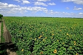 sunflower field, agriculture, plant, sunflower, agrarian production, food product, groceries, farmland, horizon, boundary, sky, blue, blue sky, cloud, beer, rows, farm produce, farm product, sunflower s plate, sunshine, sunny, sunlit, sunflower-seed oil, sunflowers, leaf, green, husk, blossom, bloom, flower, core, oil, plate, feed, fodder, forage, summer, on the sun, rotary, pollen, petal, pounce, pistil, yellow, brown, shaft, CD 0052, Kiss L�szl�, L�szl� Kiss