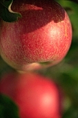apple, red, fruit, leaf, leaves, tree, limb, fruit tree, apple tree, orchard, garden, agriculture, countryside, grower, farmer, gardener, nature, health, healthy lifestyle, fitness, wellness, vitamins, delicious, juicy, round, eatable, edible, food, sunlight, sunshine, morning, growth, market, still-life, two, pair, outdoors, outside, knowledge, tree of knowledge, Eden, Europe, Hungary, light, close-up, stand alone, Kiss L�szl�, L�szl� Kiss
