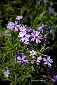 purple, blossom, bloom, flower, plant, petal, flavor, aroma, odor, perfume, scent, shaft, decor, bravery, finery, pomp, budding, bouquet, exhibition, leaf, life, happiness, spring, garden, meadow, field, green, ???, Kiss L�szl�, L�szl� Kiss