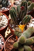 cactus, bur, burr, dolly, prick, prickle, prod, spike, spine, thorn, close-up, blossom, bloom, flower, green, plant, prickly, stinging, desert, yellow, cactus flower, nature, exhibition, exchange, background, to foin, growth, development, grain, qrowth, Kiss L�szl�, L�szl� Kiss