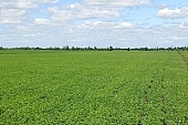 bean, agricultural board, soil, fields, birds eye view, agriculture, plant, farm product, sowing, parcel, vegetable, husky, food product, groceries, boundary, horizon, agrarian, blue sky, cloud, CD 0052, Kiss Lszl, Lszl Kiss