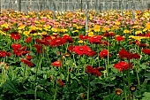 gerbera, flower, plant, grow, warm, red, blond, gardener, critter, haze, steam, vapor, climate, yellow, orange colour, drone, column, pink, green, glass, greenery, glasshouse, window, CD 0026, Kiss L�szl�, L�szl� Kiss