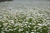 flower, flowers, field, meadow, wild flower, wild flowers, bouquet, gift, flavor, aroma, odor, perfume, scent, balmy, fragrant, redolent, sweet, yellow, white, circle, round, herb, infusion of herbs, herbaria, herbarium, camomile, tea, chamomile tea, beauty, beautiful, pretty, a lot of, much, crowd, legion, gardener, horticulture, floral, green, leaf, leaves, sunlight, sunshine, nature, Leucanthemum vulgare, daisy, marguerite, Kiss L�szl�, L�szl� Kiss