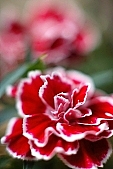 carnation, blossom, bloom, flower, red, streaked, pink, Depth of Field, macro, DOF, green, spring, exhibition, beauty, beautiful, pretty, beauteous, passion, flavor, aroma, odor, perfume, scent, petal, leaf, wedding, nuptials, girdle, rope, wreath, flower petal, colourful, vivid, shaft, insect, CD 0103, Kiss Lszl, Lszl Kiss