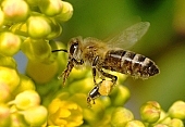 bee, nectar, work, yellow, blossom, assiduous, nature, health, descent, pollen, honey-bee, animal, animals, agriculture, pollination, uscious, sweet, spring, sunlight, bloom, flower