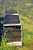 water, forest, tree, trees, greenery, crown, yellow, green, sunlight, outdoors, standing, close-up, boat, punt, reed, brush, river, lake, floodplain, flood-basin, floodplain forest, quiet, mosquito, gnat, skeeter, pier, boats, frog, duckweed, dead channel, subfamily, peace, calm, silence, leak, bilged, fall, dip, drop, lower, sinking, decaying, sank, broken, Kiss L�szl�, L�szl� Kiss