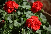 begonia, bravery, finery, pomp, garden, decor, pink, red, soil, plant, life, happiness, blossom, bloom, flower, petal, yellow, exhibition, leaf, flavor, aroma, odor, perfume, scent, tile, houseplant, pot plant, potted plant, green, spring, beauty, beautiful, pretty, beauteous, CD 0033, Kiss L�szl�, L�szl� Kiss