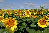 sunflower, sunflower s plate, biodiesel, gas oil, diesel oil, diesel fuel, sunshine, sunny, sunlit, sunflower-seed oil, sunflowers, leaf, green, plant, husk, blossom, bloom, flower, core, oil, plate, sky, blue, blue sky, farm product, feed, fodder, forage, agriculture, food product, groceries, summer, on the sun, rotary, pollen, petal, pounce, pistil, yellow, brown, shaft, CD 0052, Kiss Lszl, Lszl Kiss