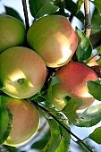 apple, green, yellow, red, fruit, leaf, leaves, tree, limb, fruit tree, apple tree, mature, orchard, garden, agriculture, countryside, grower, farmer, gardener, nature, bio, health, healthy lifestyle, fitness, wellness, vitamins, delicious, juicy, round, eatable, edible, food, sunlight, sunshine, light, morning, growth, market, still-life, outdoors, knowledge, tree of knowledge, Eden, Europe, Hungary, shadow, burden, heavy, much, blue sky, close-up, grazer, gusto, Kiss L�szl�, L�szl� Kiss