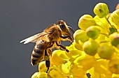 bee, eifrig, yellow, work, collector, honey, spring, blossom, assiduous, nature, fly, garden, green, orange, insect, wing, vane, hairy, kind, character, style, pollen, petal, animal, animals, agriculture, bloom, flower