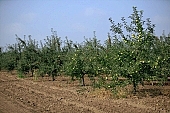 apple, green, yellow, unseasoned, fruit, leaf, leaves, tree, limb, fruit tree, apple tree, avenue, row, mature, orchard, garden, agriculture, countryside, grower, farmer, gardener, nature, bio, health, healthy lifestyle, fitness, wellness, vitamins, delicious, juicy, round, eatable, edible, food, sunlight, sunshine, blue sky, morning, growth, market, still-life, much, bunch, outdoors, knowledge, tree of knowledge, Eden, Europe, Hungary, perspective, shadow, ground, soil, forest, Kiss L�szl�, L�szl� Kiss