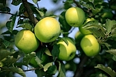 apple, green, yellow, white, fruit, leaf, leaves, tree, limb, fruit tree, apple tree, mature, orchard, garden, agriculture, countryside, grower, farmer, gardener, nature, bio, health, healthy lifestyle, fitness, wellness, vitamins, delicious, juicy, round, eatable, edible, food, sunlight, sunshine, light, morning, growth, market, still-life, outdoors, knowledge, tree of knowledge, Eden, Europe, Hungary, shadow, burden, heavy, much, blue sky, close-up, spot, spots, gusto, autumn, apple garden, Kiss L�szl�, L�szl� Kiss