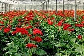 gerbera, rows, grouped, flower, plant, grow, budding, leaf, warm, critter, haze, steam, vapor, climate, red, green, glass, window, greenery, glasshouse, hall, sunlight, sunshine, CD 0026, Kiss L�szl�, L�szl� Kiss