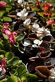 blossom, bloom, flower, petal, tile, houseplant, pot plant, potted plant, leaf, flavor, aroma, odor, perfume, scent, soil, plant, life, happiness, garden, decor, pink, red, exhibition, green, spring, beauty, beautiful, pretty, beauteous, CD 0033, Kiss L�szl�, L�szl� Kiss