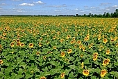 sunflower field, sunflower-seed oil, sunflower, food product, groceries, farmland, agriculture, plant, sunflower leaves, agrarian production, horizon, boundary, sky, blue, blue sky, cloud, beer, rows, farm produce, farm product, sunflower s plate, sunshine, sunny, sunlit, sunflowers, leaf, green, husk, blossom, bloom, flower, core, oil, plate, feed, fodder, forage, summer, on the sun, rotary, pollen, petal, pounce, pistil, yellow, brown, shaft, CD 0052, Kiss L�szl�, L�szl� Kiss