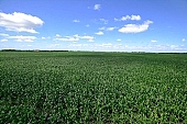 corn-growing, feed, fodder, forage, corncob, farmland, corn-stalk, corn yield, agriculture, horizon, blue sky, cloud, sky, of birds eye view, leaf of maize, sweet corn, fodder corn, cob, corn, corn field, growth, corn-eye, green, farm product, cornflour, floss, green corn, corn-cob, domestic animal corn, corn-oil, field, plough-land corn, CD 0052, Kiss L�szl�, L�szl� Kiss