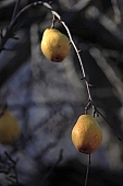 tree, pear, plant, outdoors, outside, garden, fruit, orchard, fruit tree, branch, bough, twig, yellow, day, sunlight, ripe, unseasoned, season, autumn, core, color, colour, colors, colours, CD 0014, pear tree, pear trees, deadwood, dead bough, reddish, warden, sleepy, jacket, form, shape, pear shape, sagging, to sag, branches, pears, stewed fruit, conserve, bottled fruit, to mature, fruit skin, fruit jacket, candied peel, two pears, daytime, CD 0014, Kiss L�szl�, L�szl� Kiss