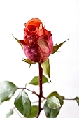 rose, red rose, rose bush, blossom, bloom, flower, rose-tree, rose-water, attar, prick, prickle, spike, spine, thorn, leaf, green, shaft, long stem, budding, rose-petal, petal, flavor, aroma, odor, perfume, scent, perfume of roses, beauty, beautiful, pretty, CD 0089, Kiss L�szl�, L�szl� Kiss