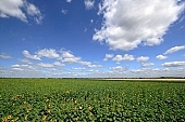 sunflower, farm produce, sunflower field, food product, groceries, core, farm product, blue sky, horizon, sunflower s plate, agrarian production, plantation, sunflower-seed oil, boundary, farmland, agriculture, plant, sunflower leaves, sky, blue, cloud, sunshine, sunny, sunlit, sunflowers, leaf, green, husk, blossom, bloom, flower, oil, plate, feed, fodder, forage, summer, on the sun, rotary, pollen, petal, pounce, pistil, yellow, brown, shaft, CD 0052, Kiss Lszl, Lszl Kiss