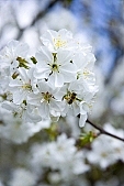 020, spring, blossom, bloom, flower, sprit, bud shooting, nature, blue, white, green, cloud, sky, rebirth, revival, born, sunshine, happiness, tree, fruit tree, branch, bough, twig, garden, sunlight, energy, new, leaf, CD 0032, Kiss L�szl�, L�szl� Kiss