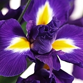 blossom, bloom, flower, iris, being in full bloom, pollen, flower show, cut flower, flower shop, florist, flower-seed, flowery, bouquet, stack, leaf, shaft, decor, purple, yellow, horticulture, rich vegetation, a flower, green, budding, pistil, plant, color, colour, petal, CD 0200, Kiss László, László Kiss