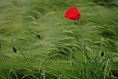 wind, wind-blowed, grass, spear, blade, leaf of grass, weed, weeds, field, meadow, green, nature, bend, bending away, bending, wave, waving, wavy, coherent, big, large, great, continuous, allergy, cold, soft, wheat, ear, cornfield, harassed, troubled, distraction, trepidity, trepidancy, close-up, agriculture, agricultural land, red, poppy, red poppy, flower, beauty, beautiful, pretty, stand alone, strong, firm, lonely, only, singular, lonesome, unique, Kiss L�szl�, L�szl� Kiss